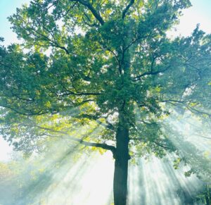 Stunning oak tree with sunbeams filtering through leaves in Dortmund, perfect for nature themes.